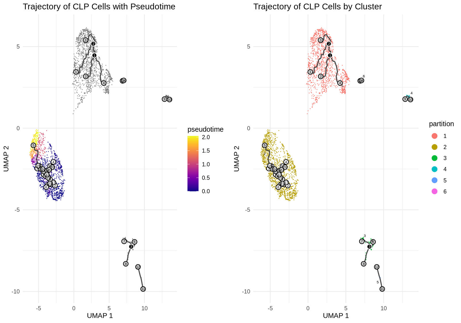Monocle3 pseudotime trajectory of CLP cells